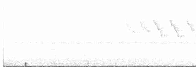 Percefleur à flancs blancs - ML520239331