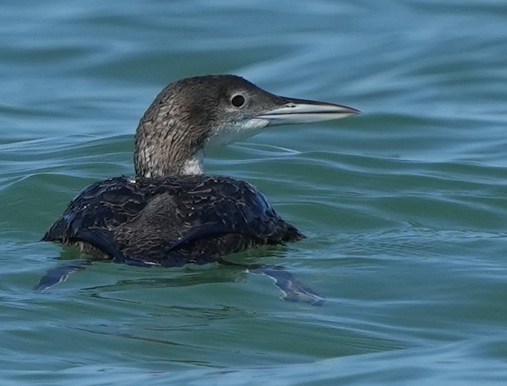 Common Loon - Dave Bowman