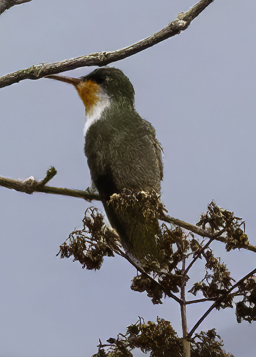 Green-fronted Hummingbird - ML520249741