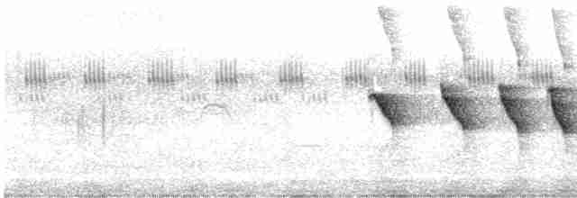 Dusky-tailed Antbird - ML520254101