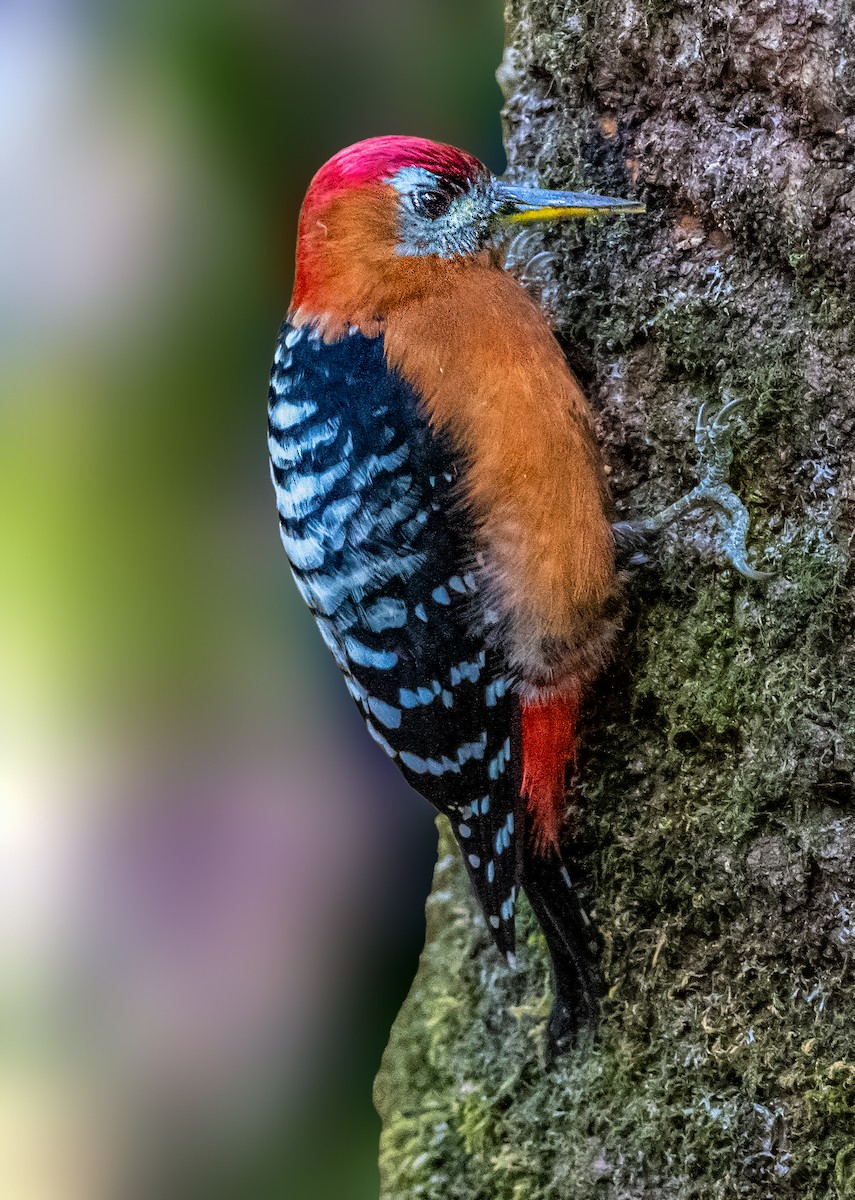Rufous-bellied Woodpecker - ML520255361