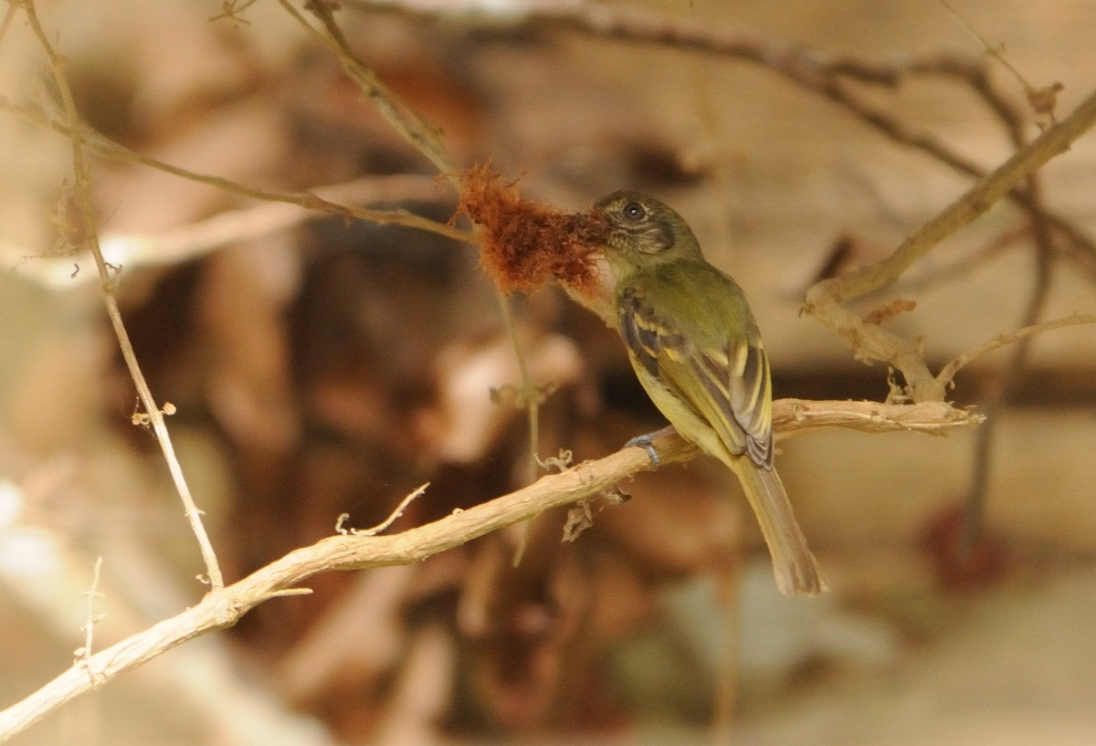 Sepia-capped Flycatcher - ML520255421