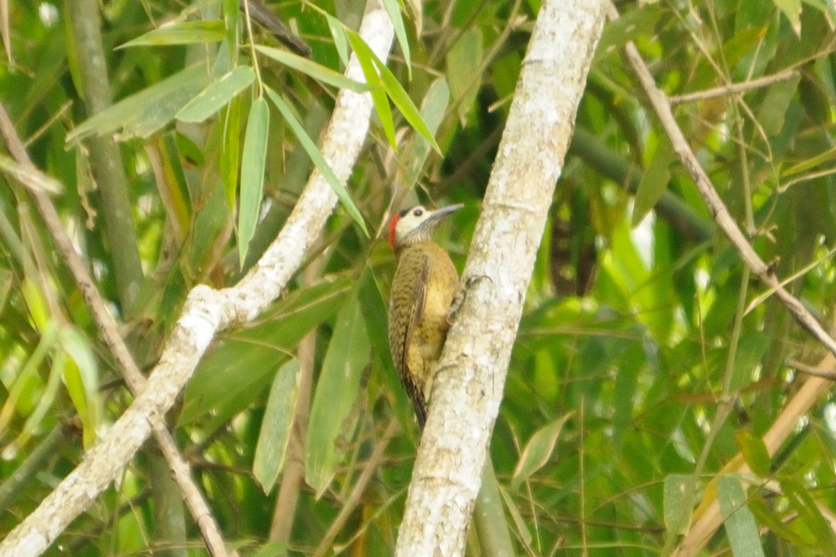 Spot-breasted Woodpecker - ML520255481
