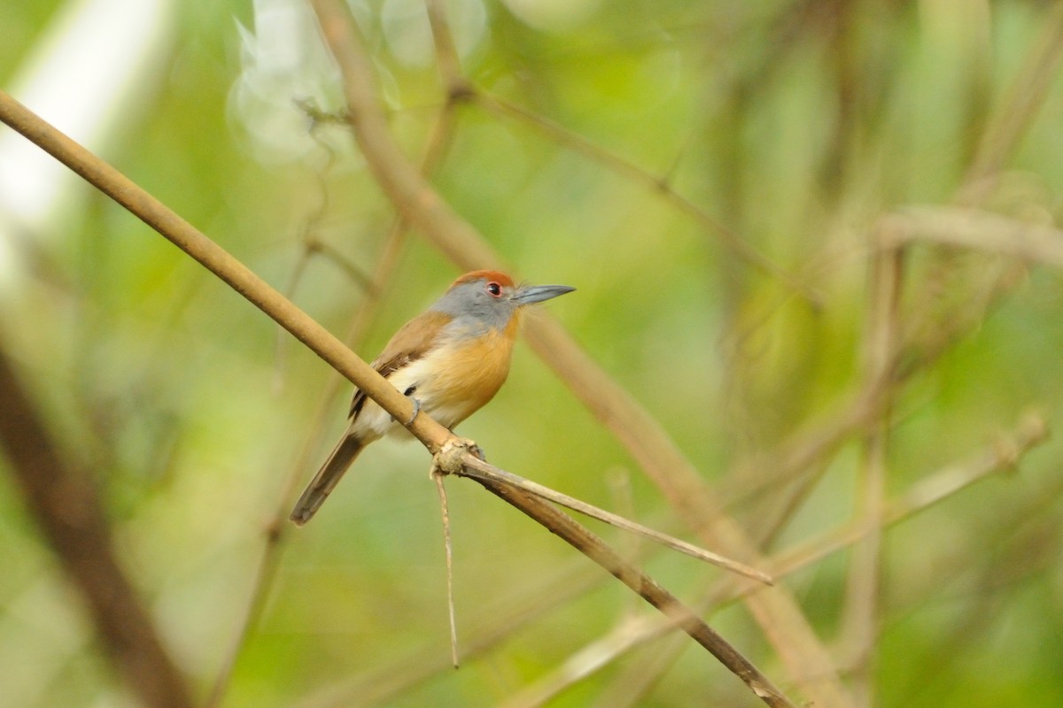 Rufous-capped Nunlet - Tomaz Melo