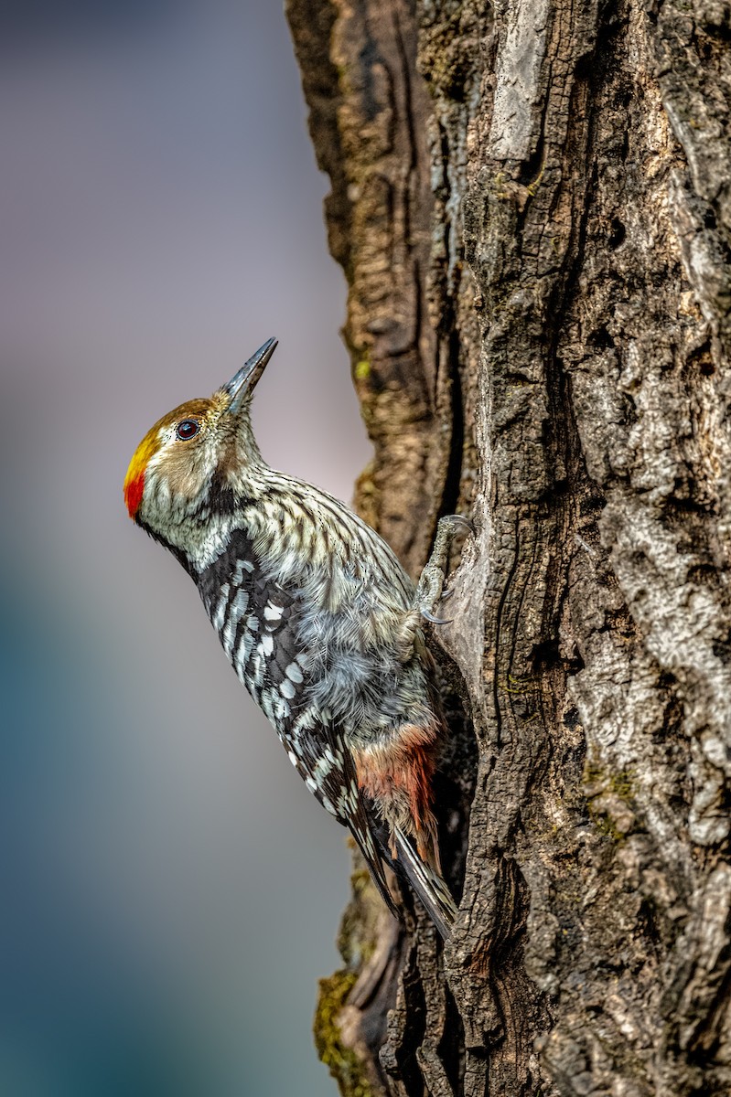 Brown-fronted Woodpecker - Vivek Saggar