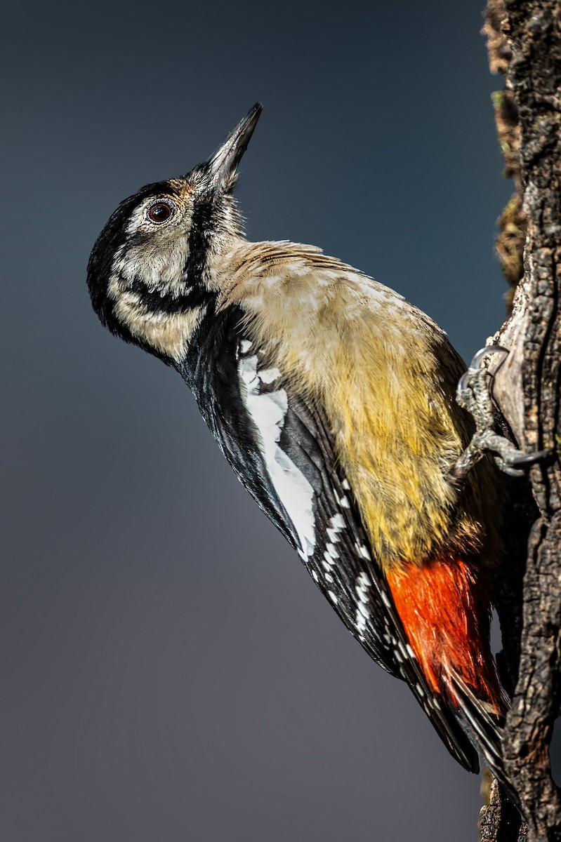 Himalayan Woodpecker - ML520256961