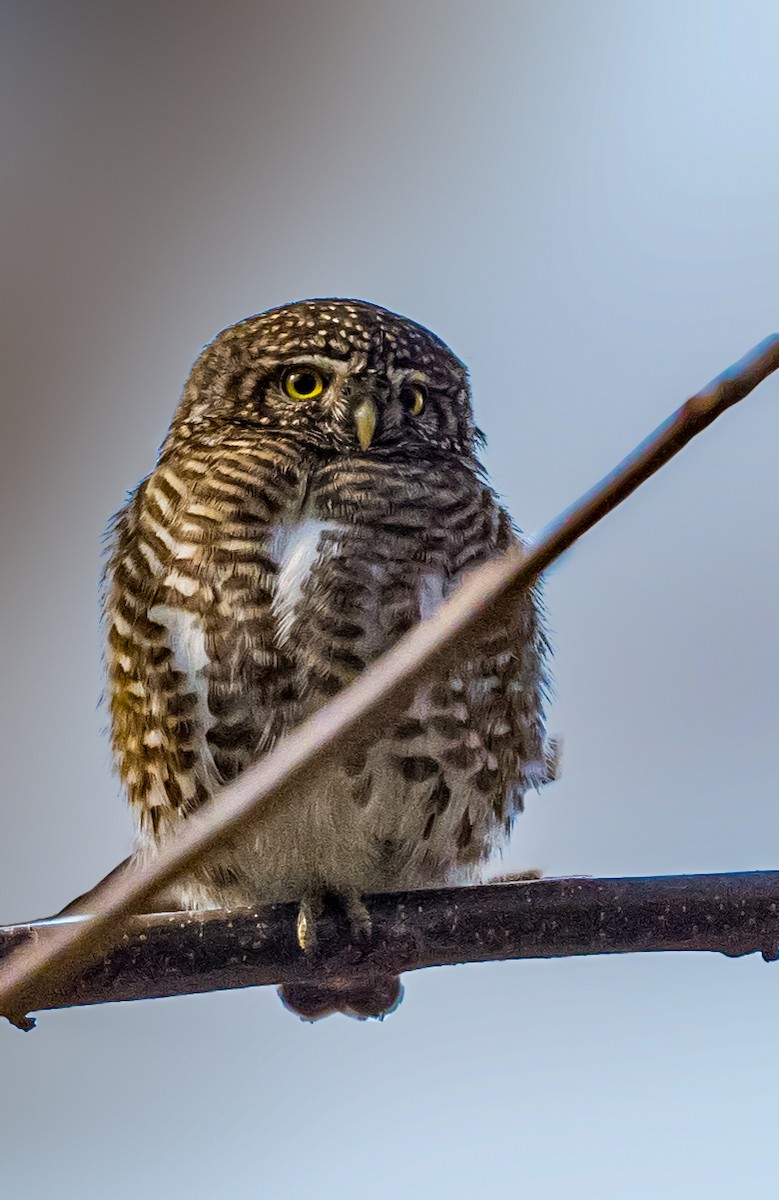 Collared Owlet - ML520258091