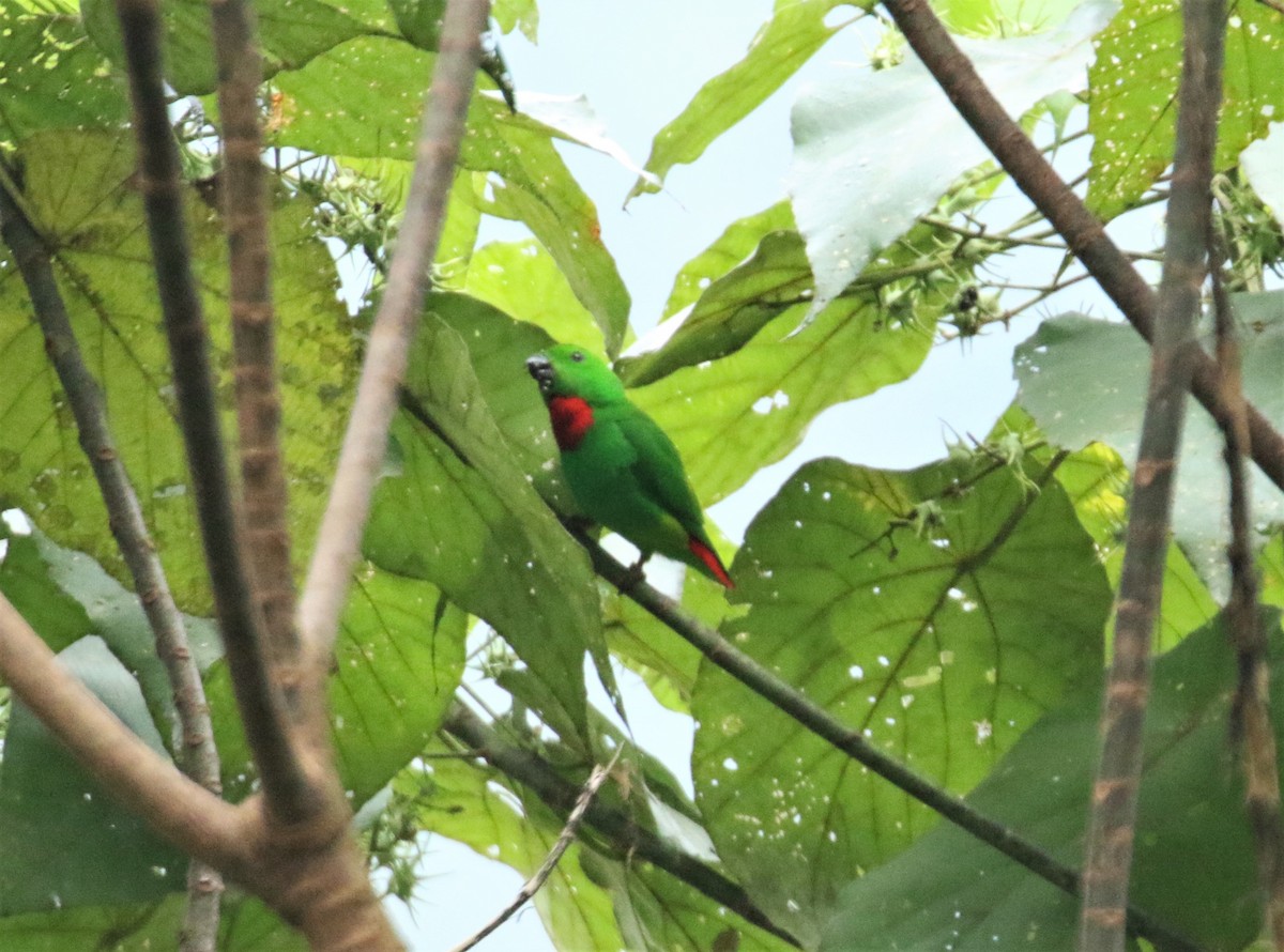Blue-crowned Hanging-Parrot - ML520258951