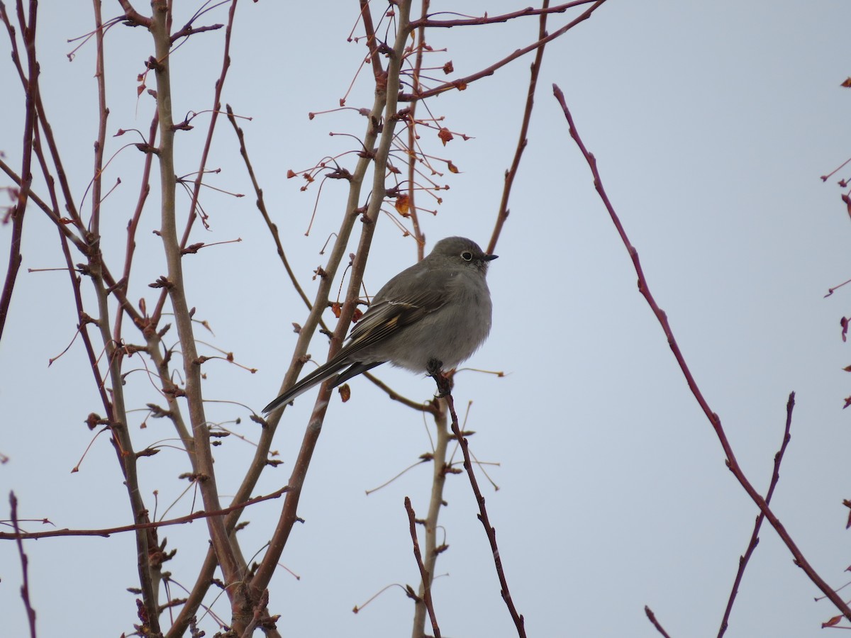 Townsend's Solitaire - ML520259121