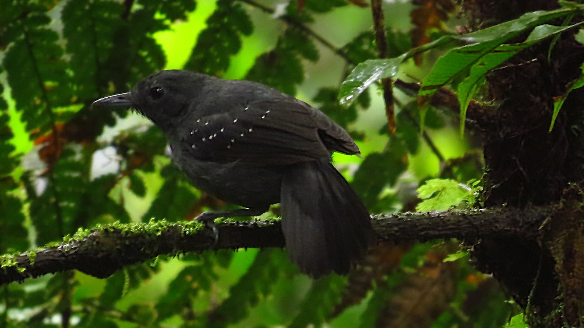 Spot-winged Antbird - Jorge Muñoz García   CAQUETA BIRDING