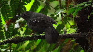  - Spot-winged Antbird