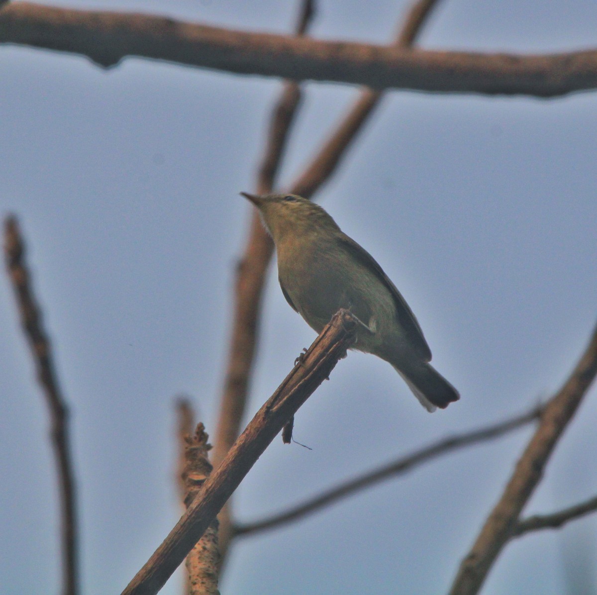 Greenish Warbler - Debojyoti Chakraborty