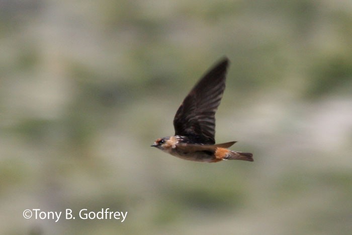 Cave Swallow - ML52026191