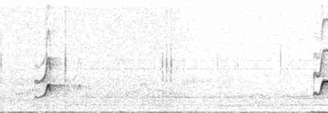 Boz Alınlı Sinekkapan (tyrannulus/bahiae) - ML52027