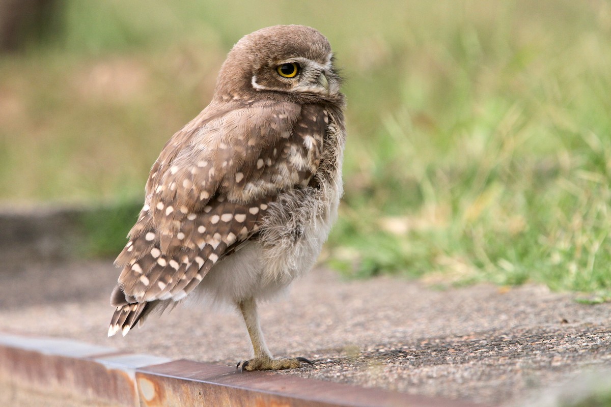 Burrowing Owl - ML520285081