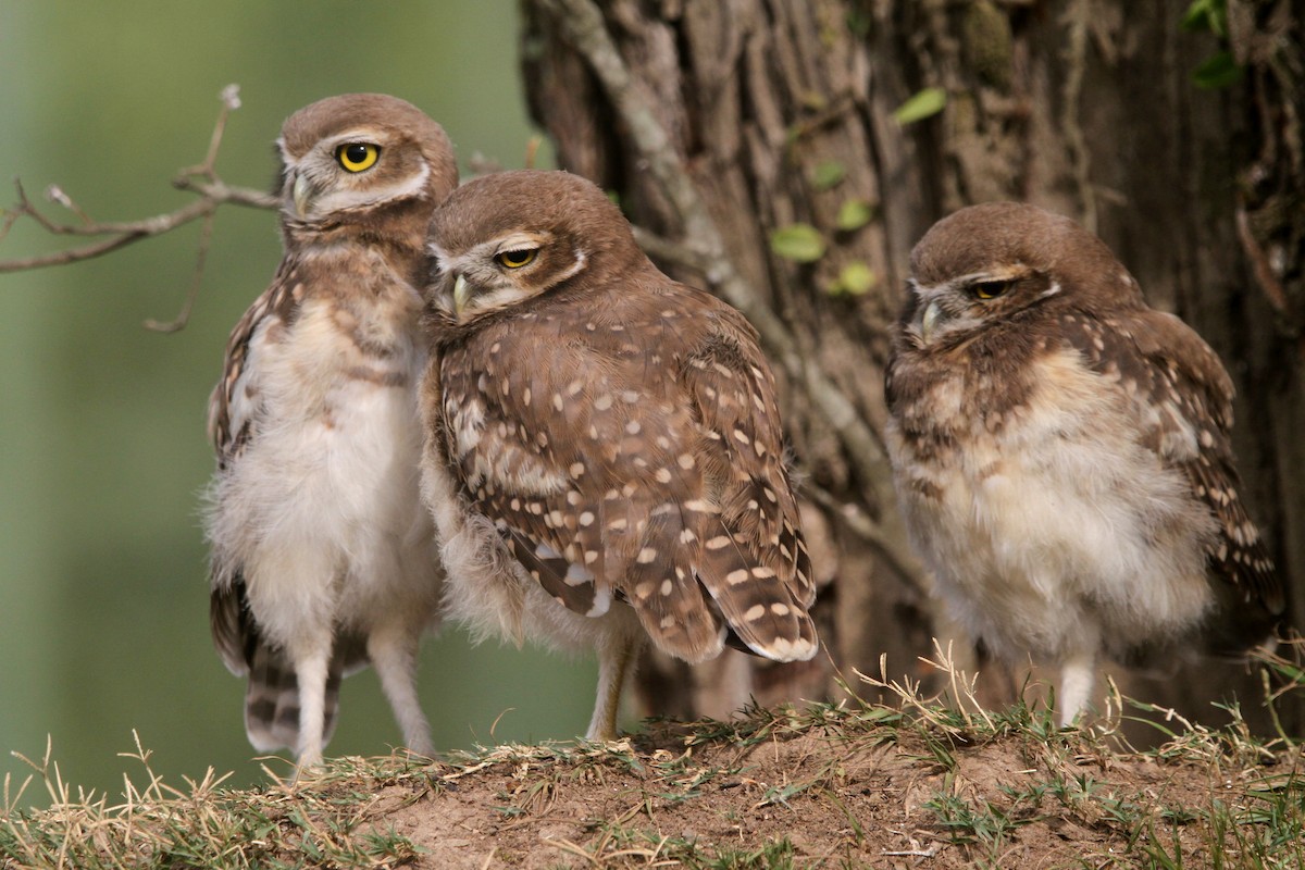 Burrowing Owl - Pedro Ayres