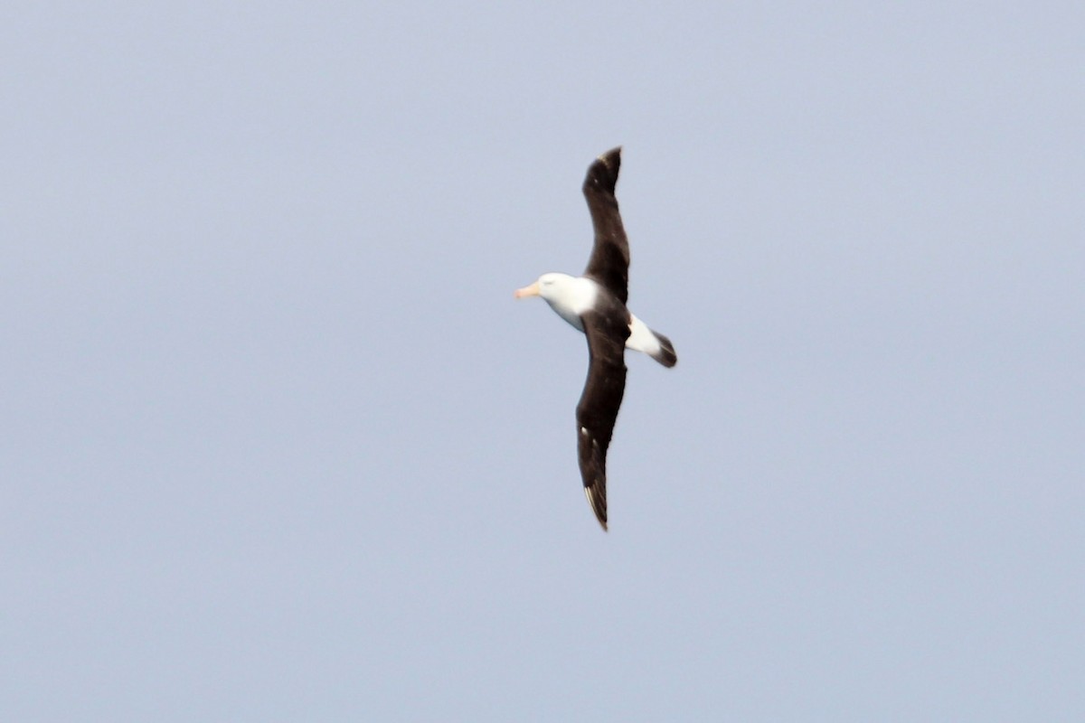 Black-browed Albatross - Jay Robinson