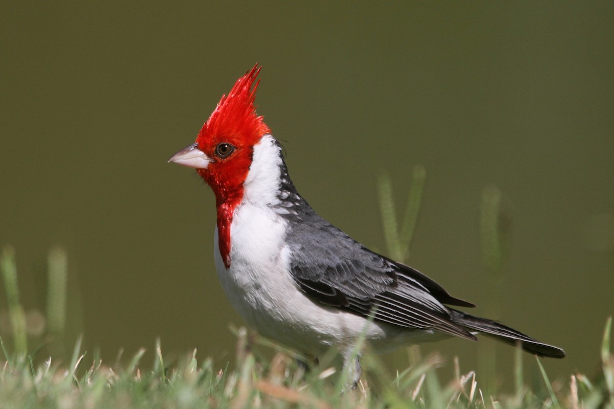 Red-crested Cardinal - ML520287121