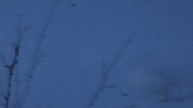Kar Tavuğu [lagopus grubu] - ML520289771
