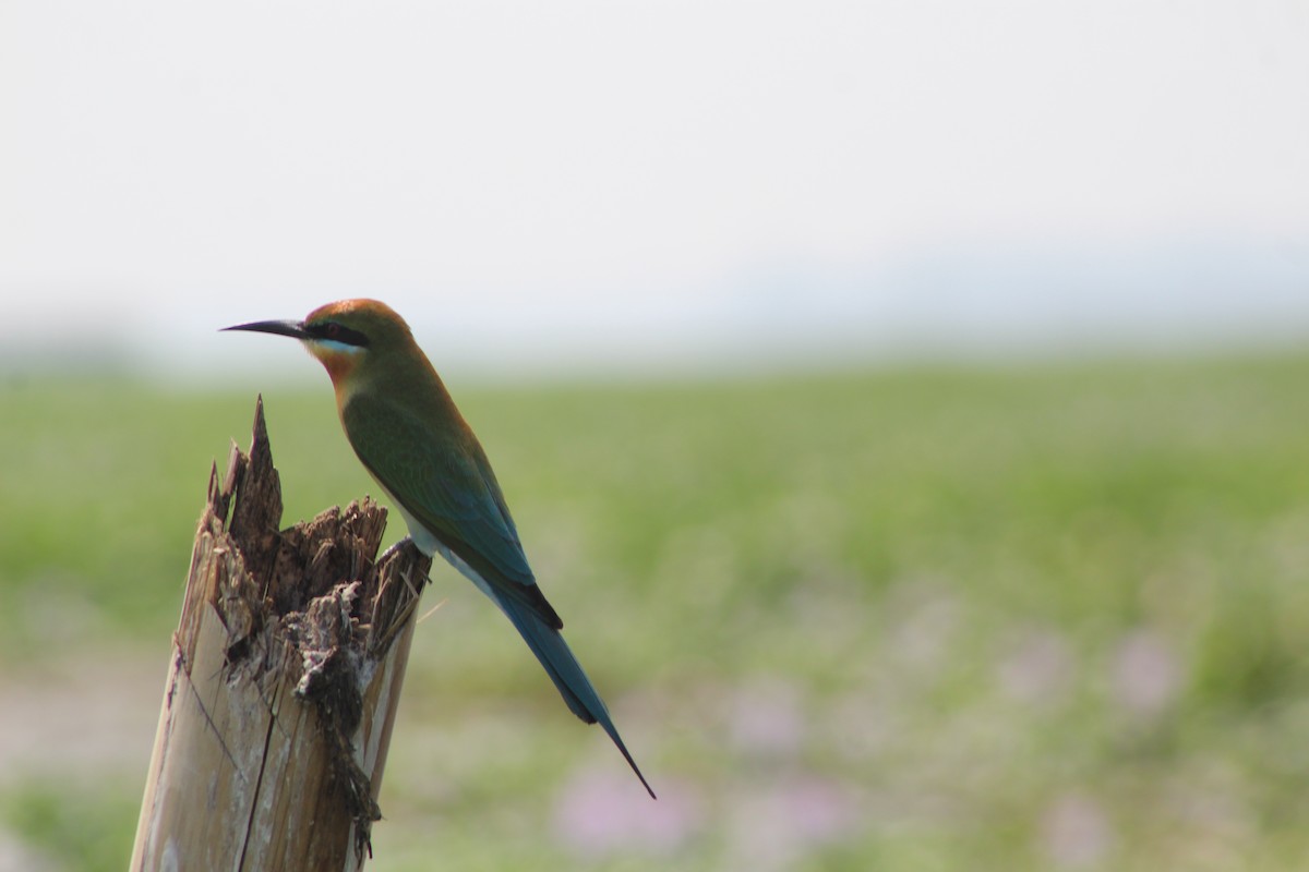 Blue-tailed Bee-eater - ML520304871