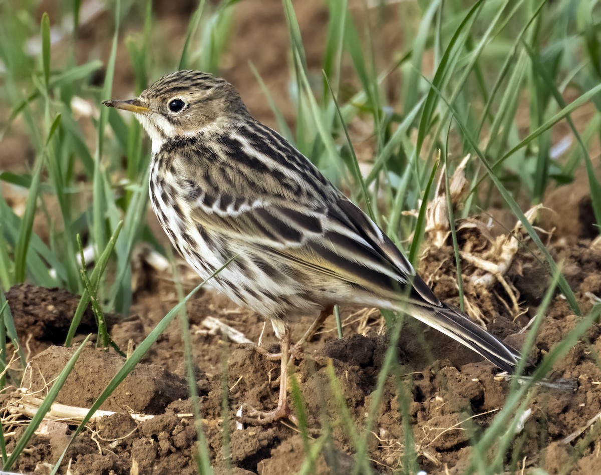 Red-throated Pipit - ML520309711