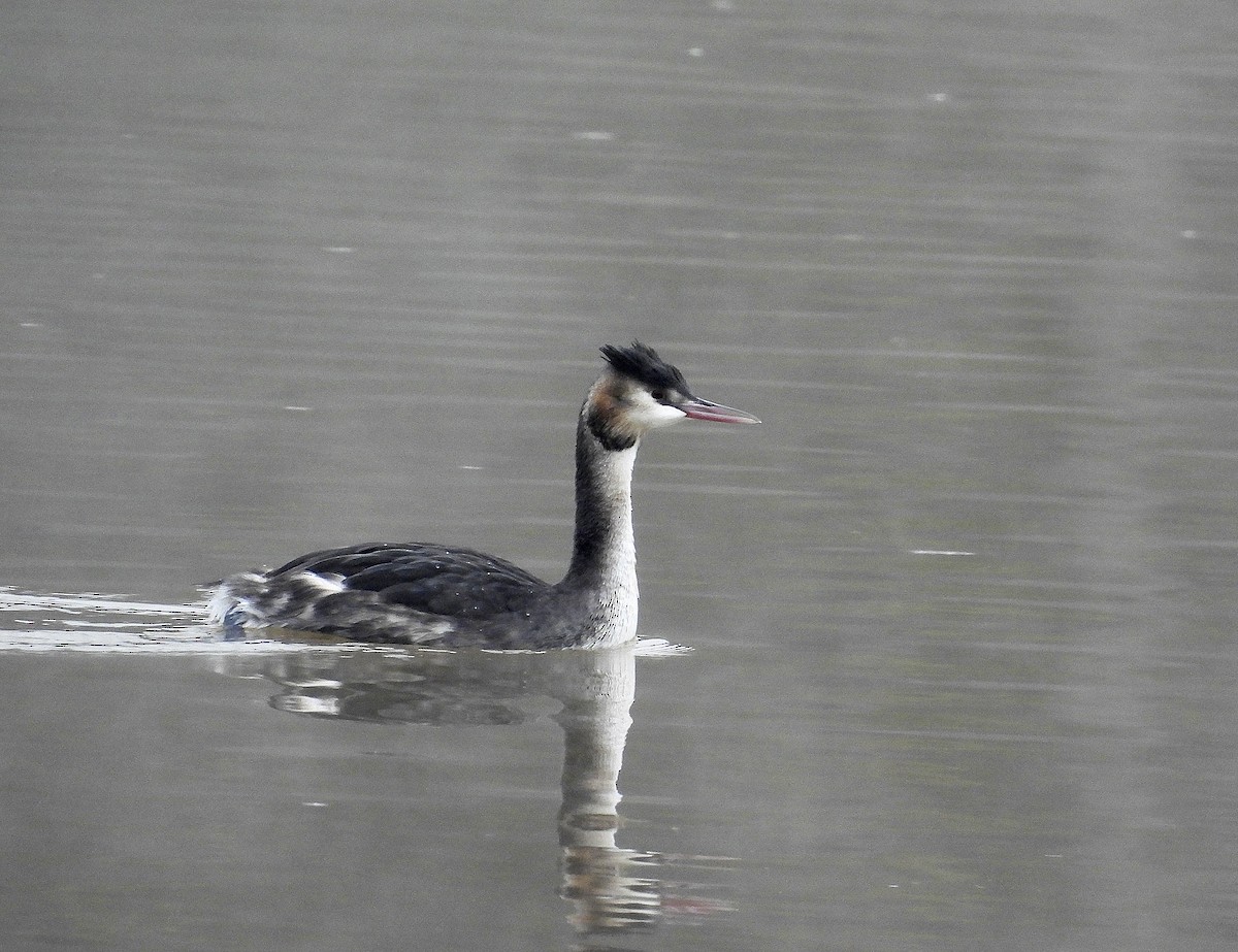 Great Crested Grebe - ML520316531