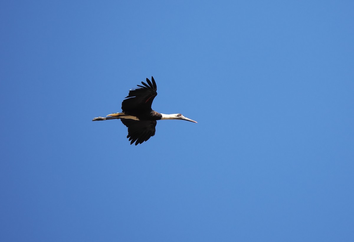 African Woolly-necked Stork - ML520318781
