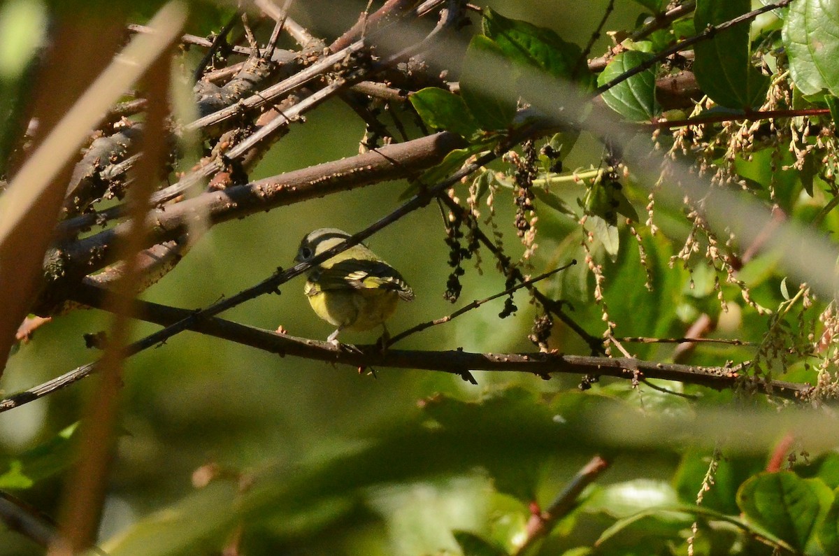 Green Shrike-Babbler - ML520326551