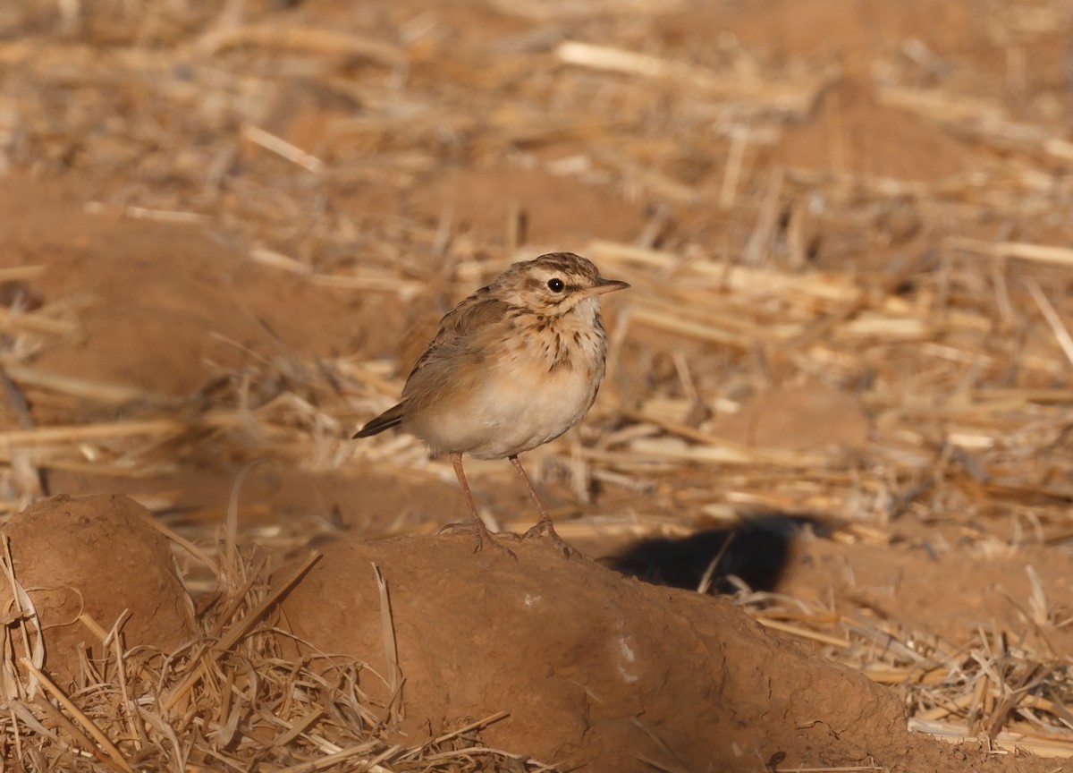 African Pipit - ML52032681