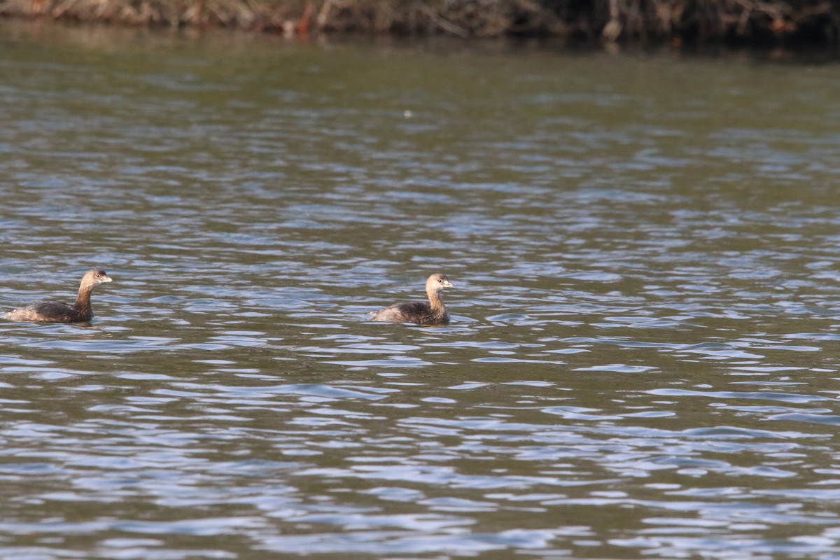eBird Checklist 4 Dec 2022 Matoaka Lake and Woods 14 species