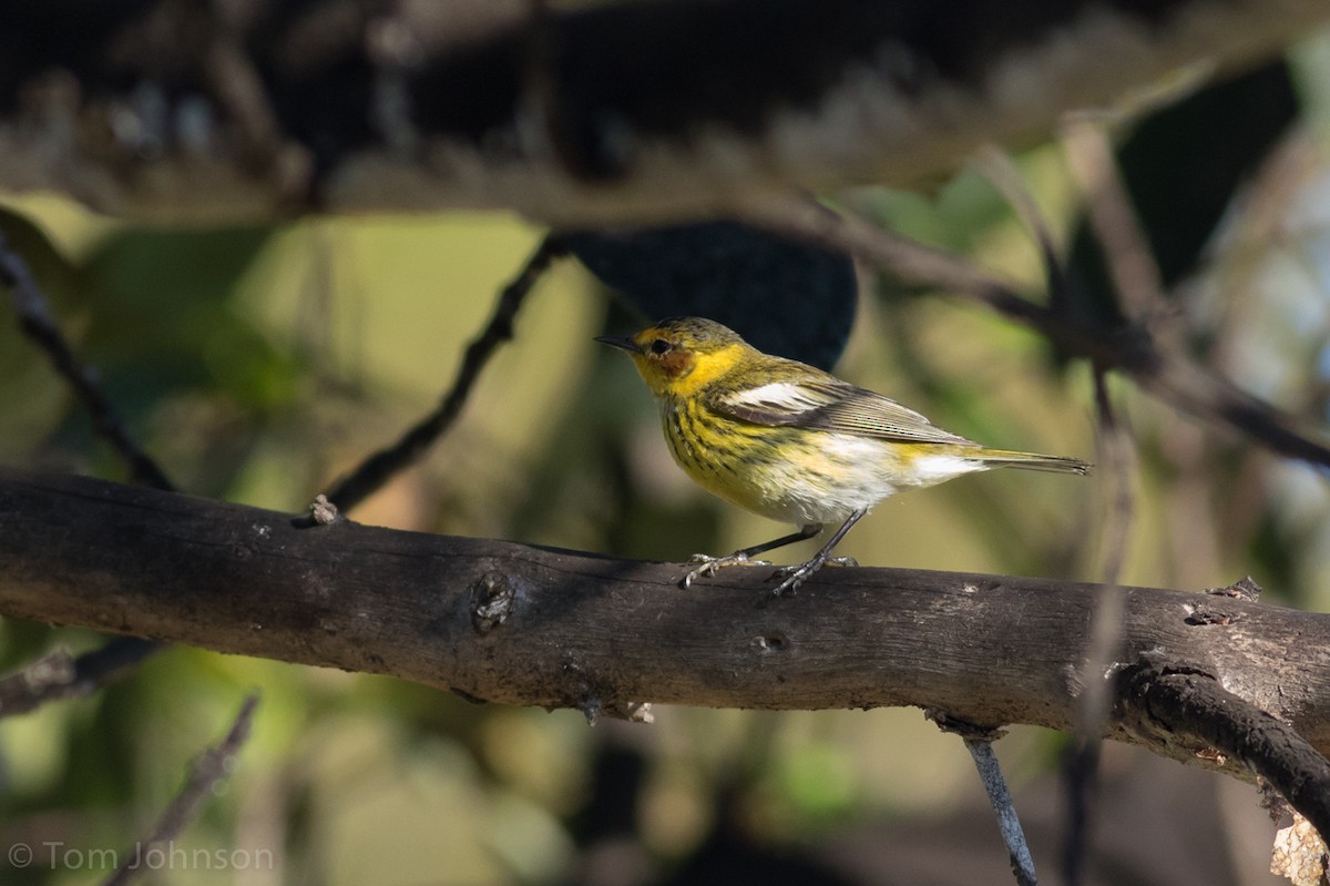 Cape May Warbler - Tom Johnson