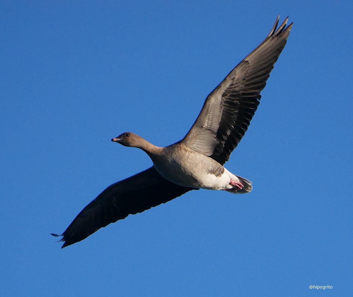 Pink-footed Goose - ML520330791
