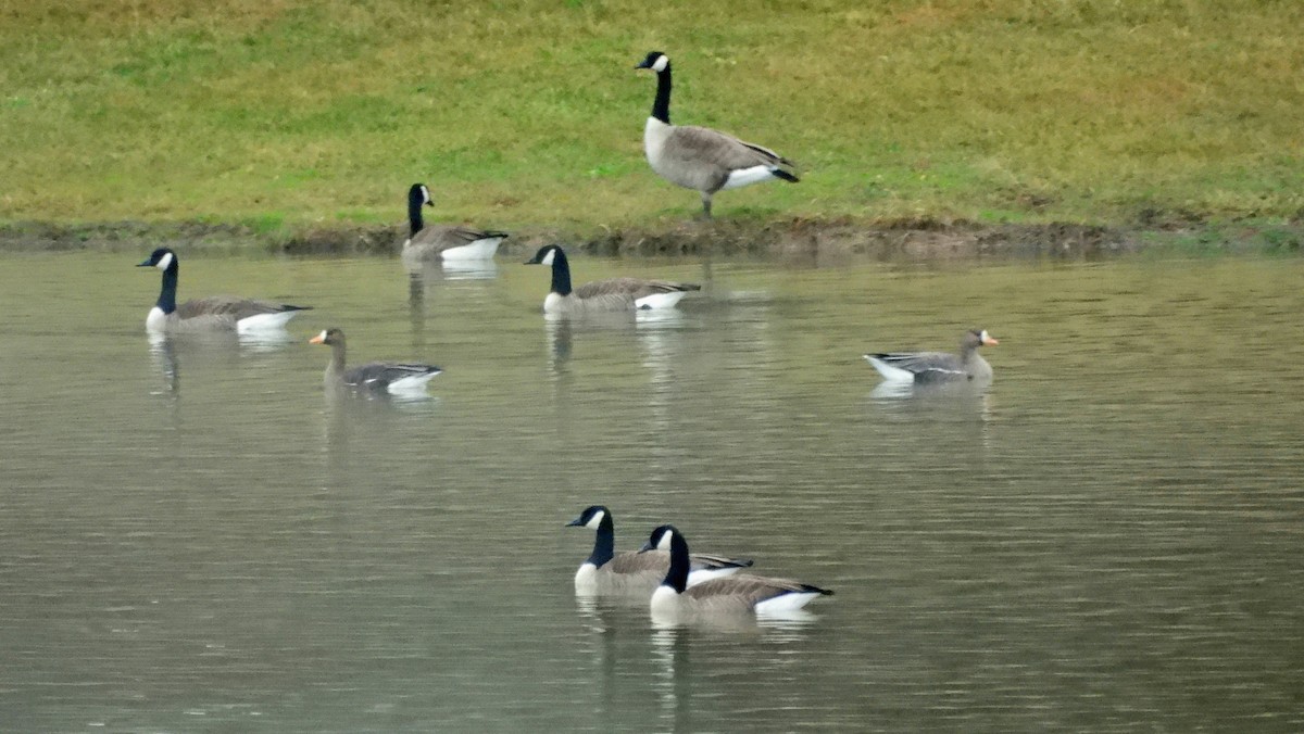 Greater White-fronted Goose - ML520332241