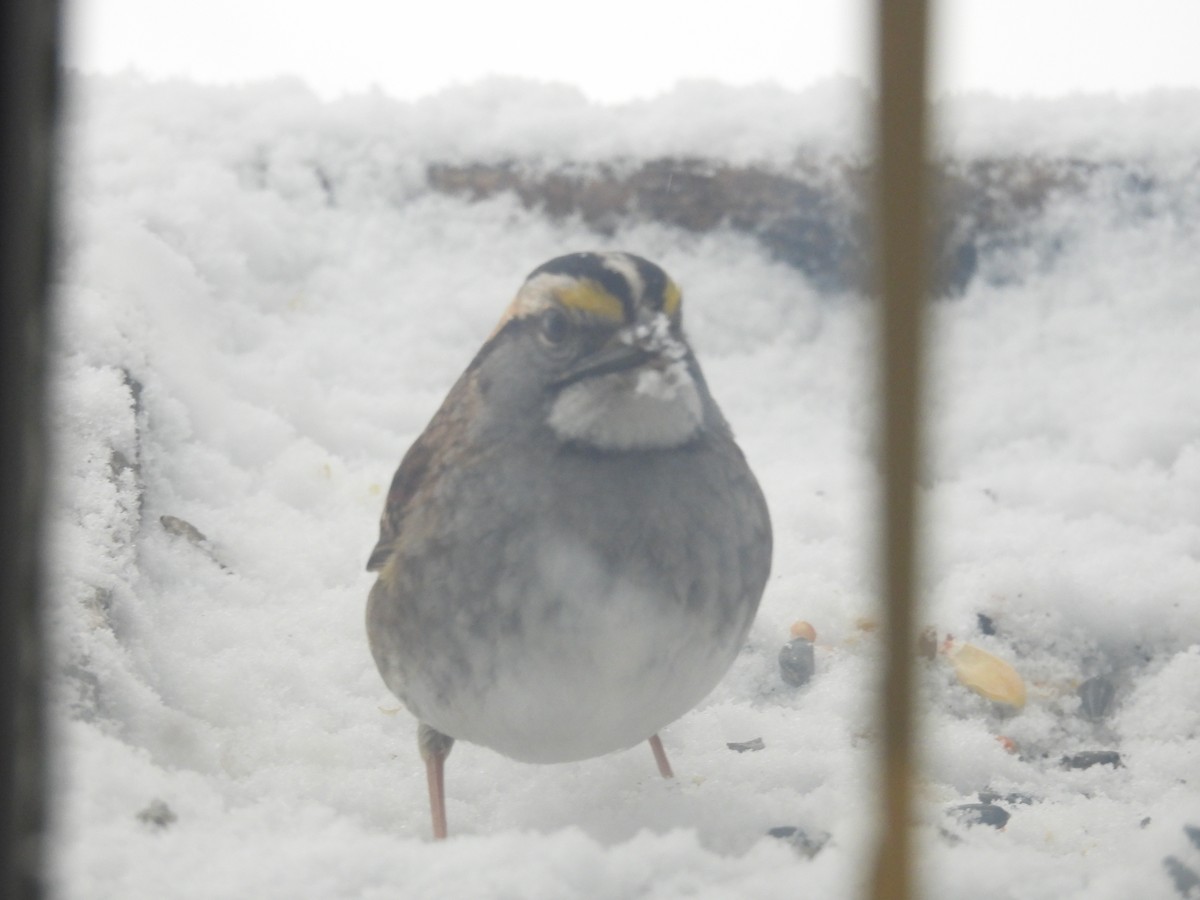 White-throated Sparrow - ML520332271