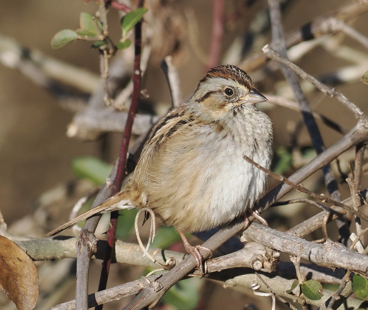 Swamp Sparrow - ML520332431