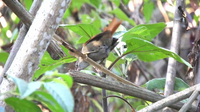 Line-cheeked Spinetail - ML520333711