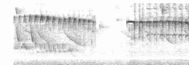 Isabellstreifen-Meisenschlüpfer - ML520336391