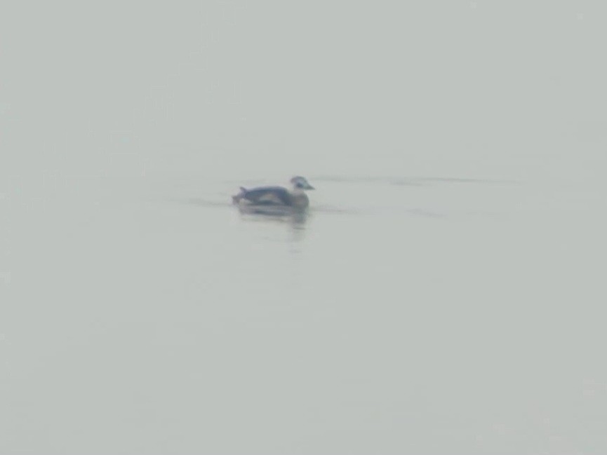 Long-tailed Duck - ML520337201