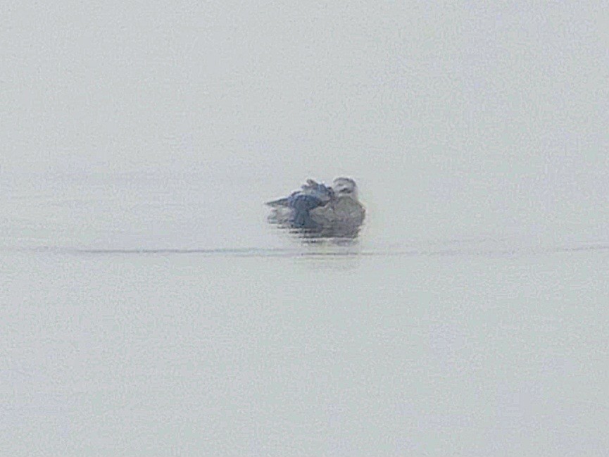 Long-tailed Duck - ML520337231