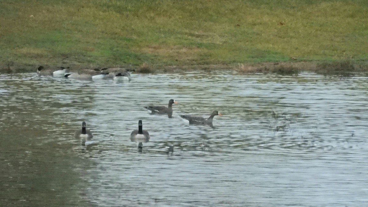 Greater White-fronted Goose - ML520337631