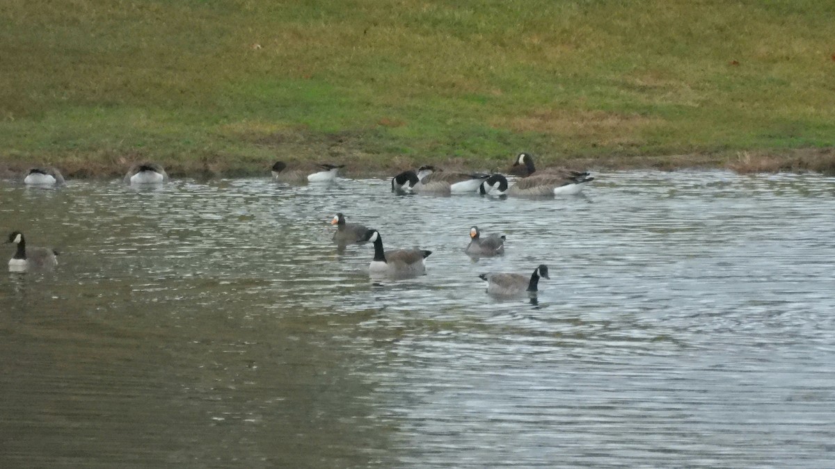 Greater White-fronted Goose - ML520337641