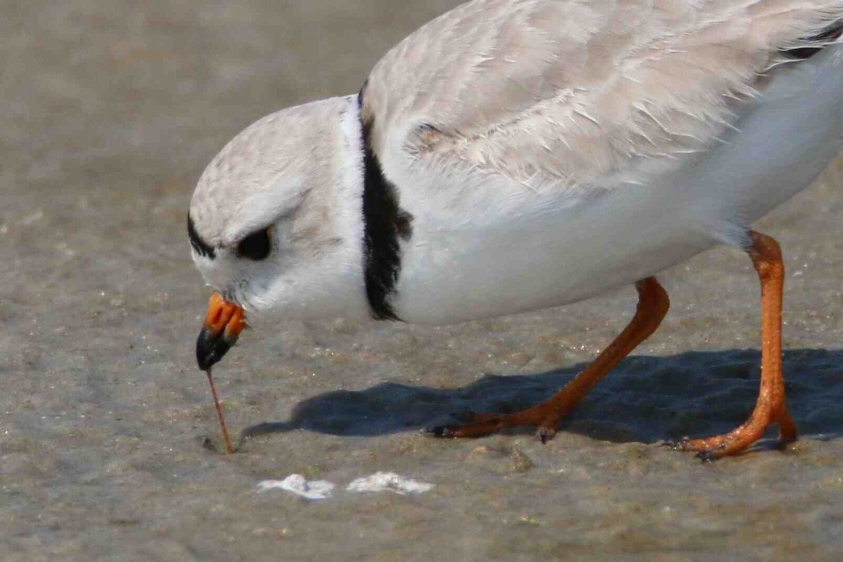 Piping Plover - ML52034011