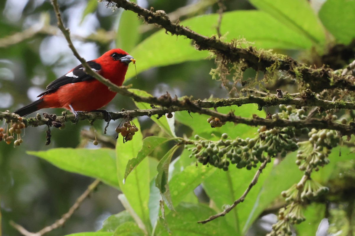White-winged Tanager - ML520343261
