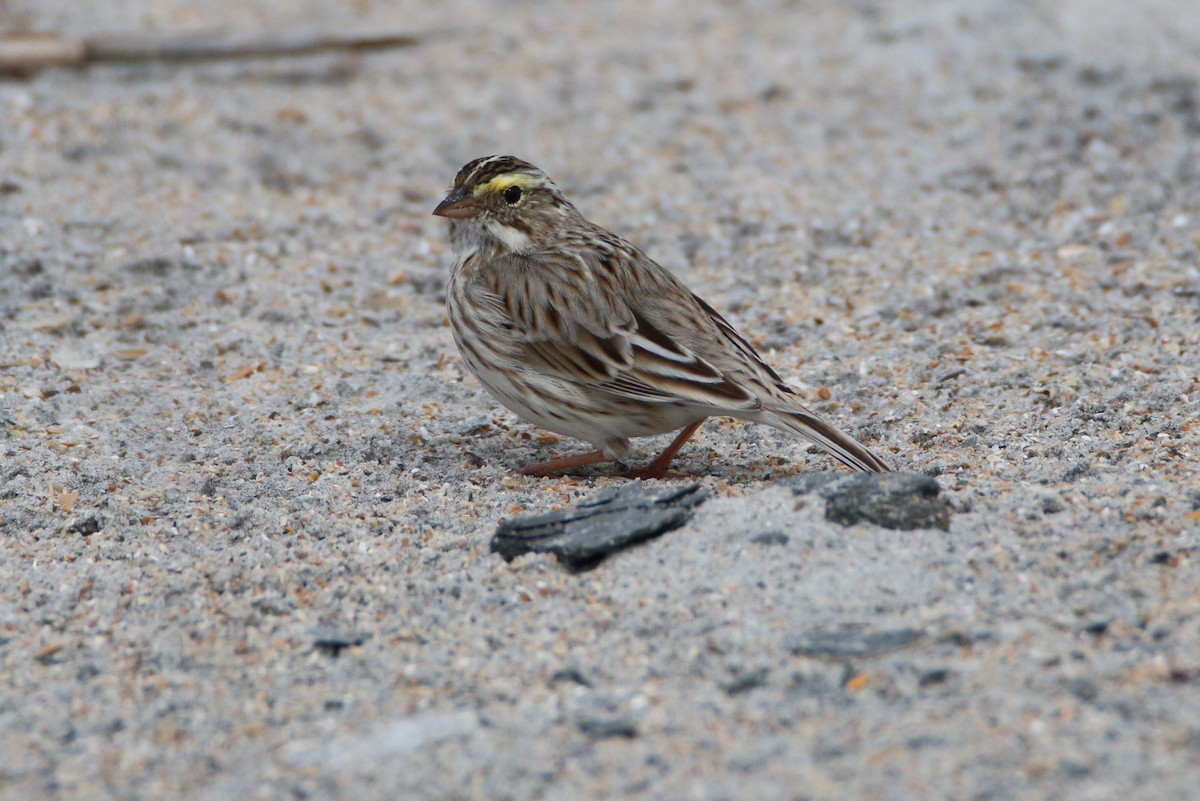 Savannah Sparrow - ML52034581