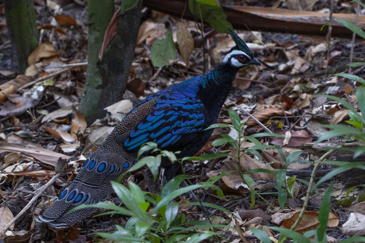 Palawan Peacock-Pheasant - ML520352591