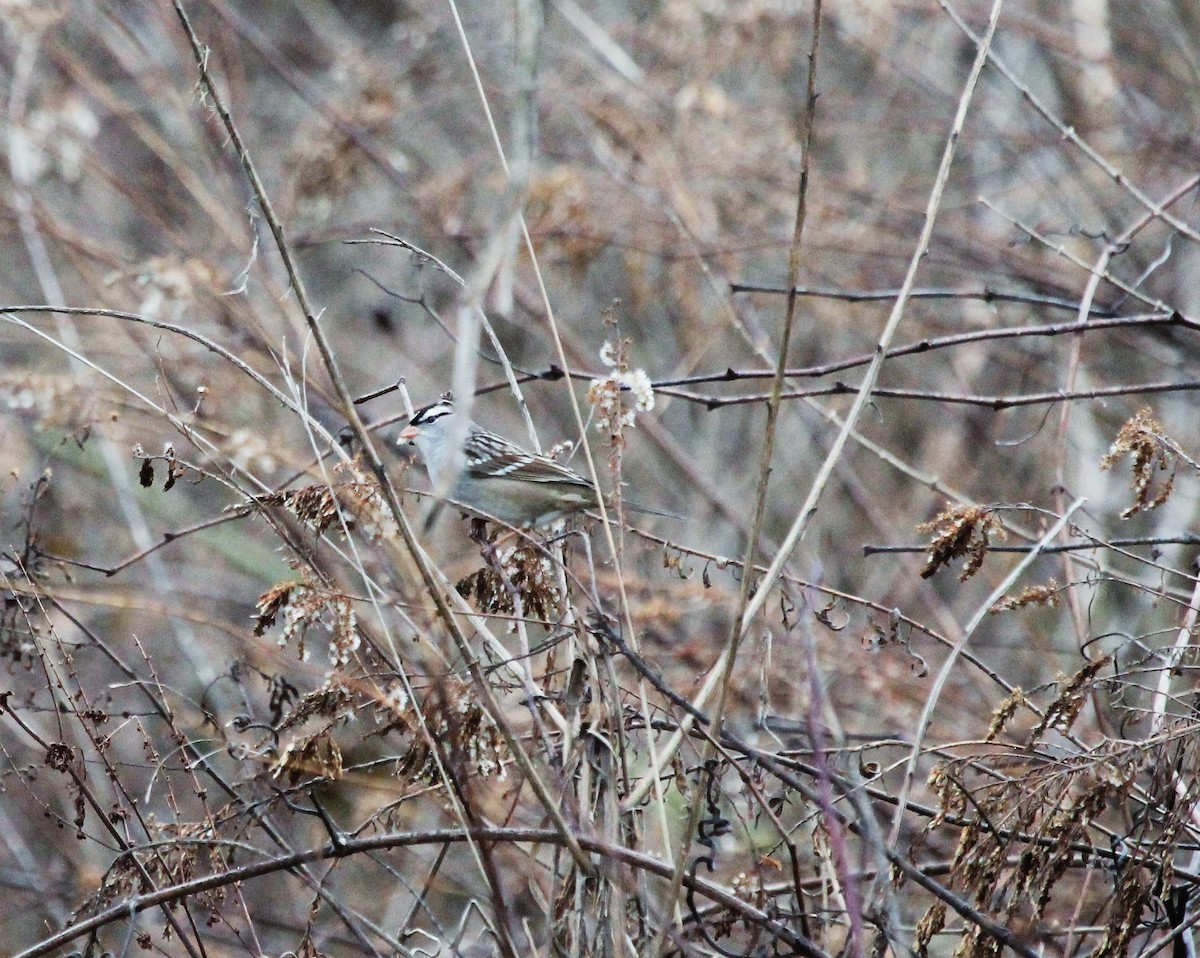 eBird Checklist 4 Jan 2023 Elkhorn Rd. 25 species