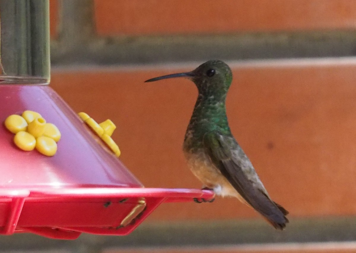 kolibřík kaštanovobřichý - ML520361841