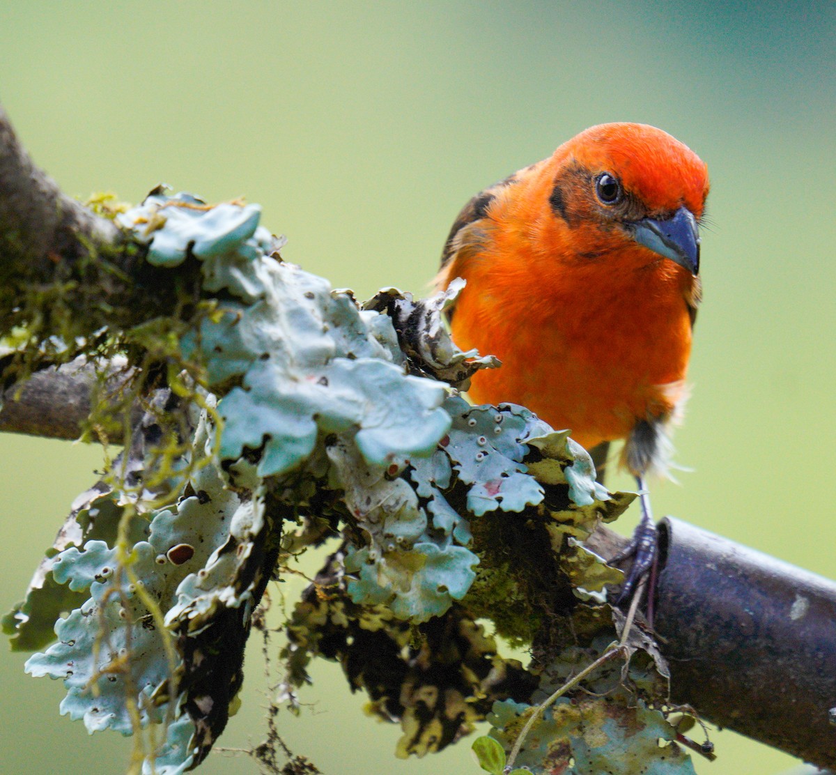 Flame-colored Tanager - ML520363861