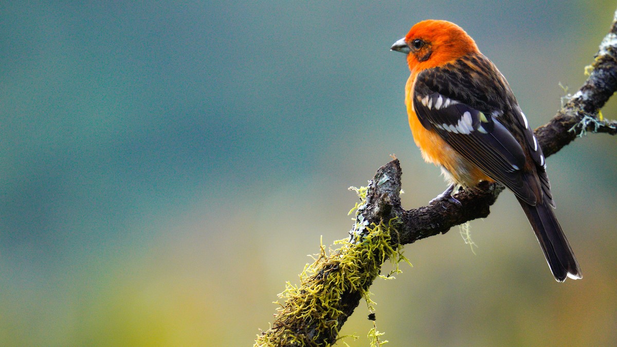 Flame-colored Tanager - Yuting Deng