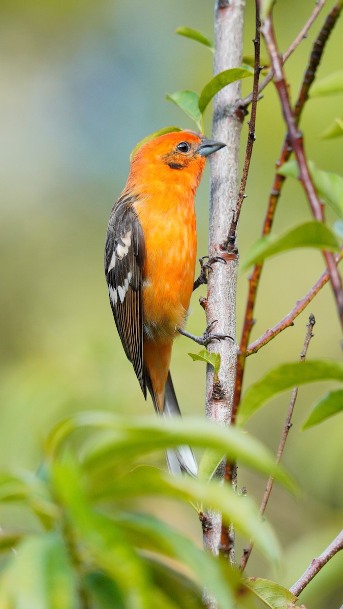 Flame-colored Tanager - ML520363901